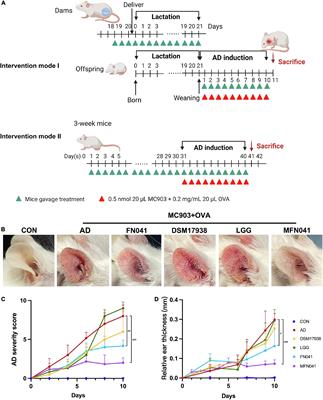 Limosilactobacillus reuteri FN041 prevents atopic dermatitis in pup mice by remodeling the ileal microbiota and regulating gene expression in Peyer’s patches after vertical transmission